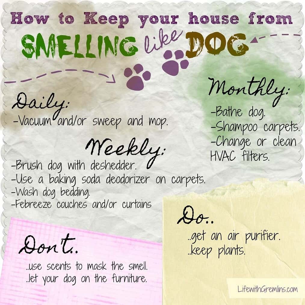 what can i use to deodorize my dog